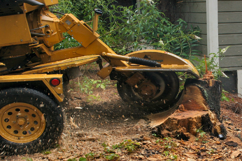 Professional Tree Cutting Services - Family Tree Services, Inc.