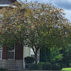 image11