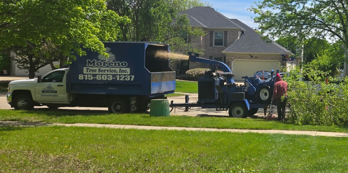Tree removal services