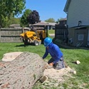 Tree Services